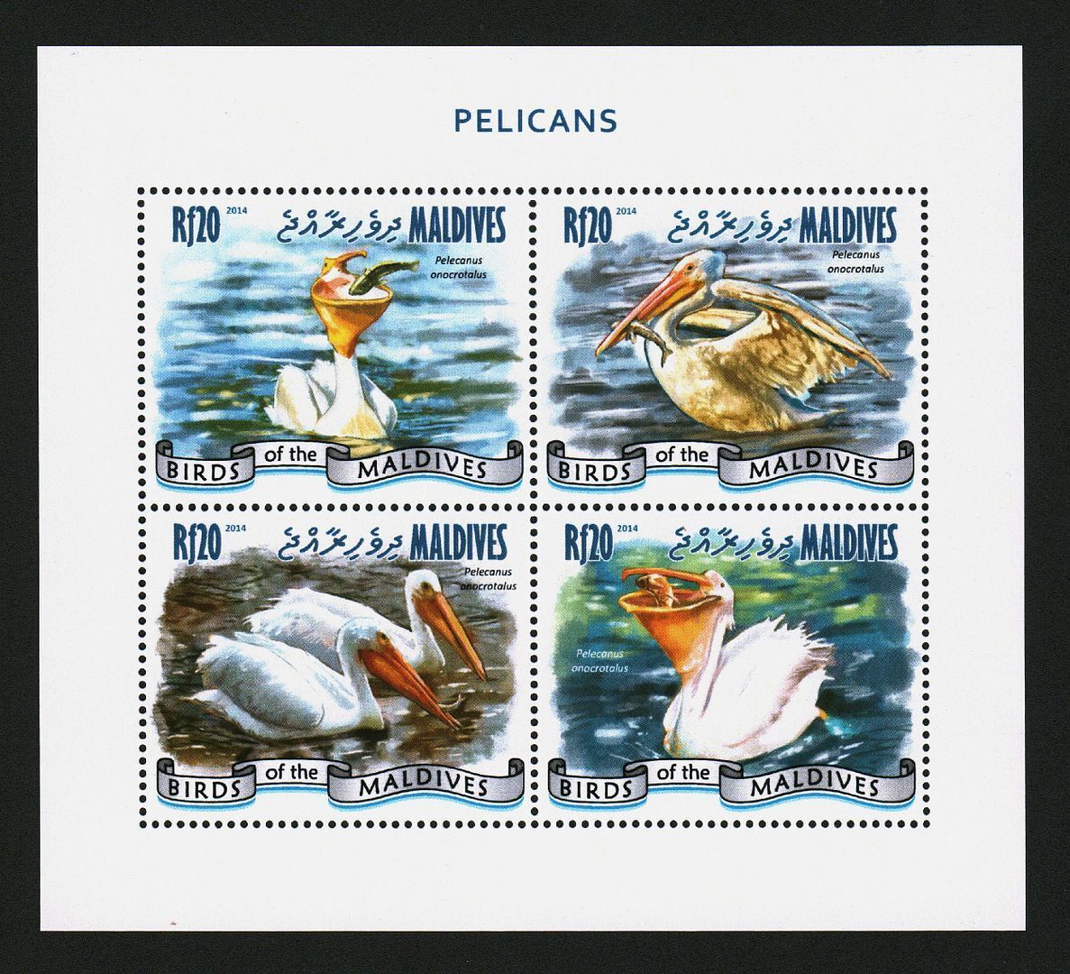 Maldives 2014 Stamps Sheet Pelicans Birds Mnh #14205